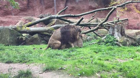 Löwen Sex Dating